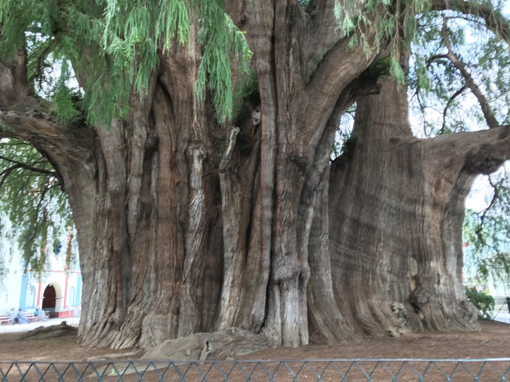 オアハカ観光 トゥーレ 世界に８本しかない 伝説の木へ行ってみた 大いなるひとりごと